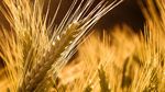Lughnasadh, lo spirito del grano