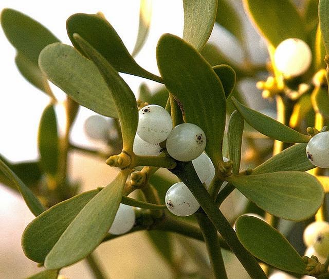 21 dicembre, solstizio d'inverno, la festa celtica di Yule